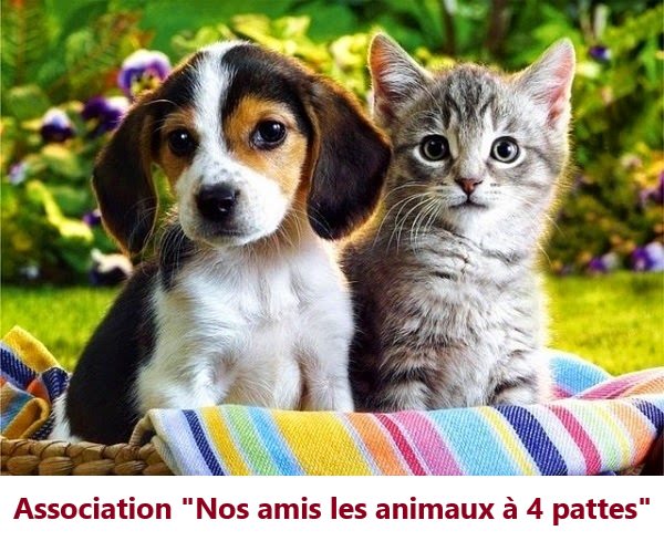 Logo Association Nos amis les animaux à 4 pattes.png